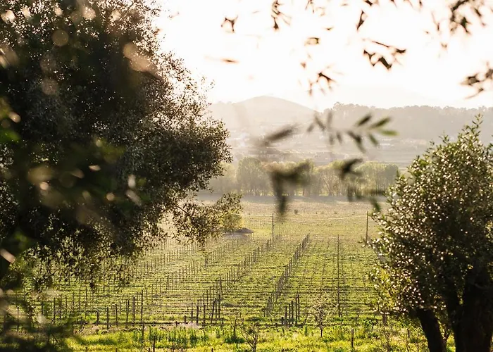 Quinta Da Torre - Anselmo Mendes